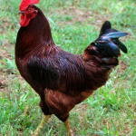 Rooster-from-alamo-farm.webp