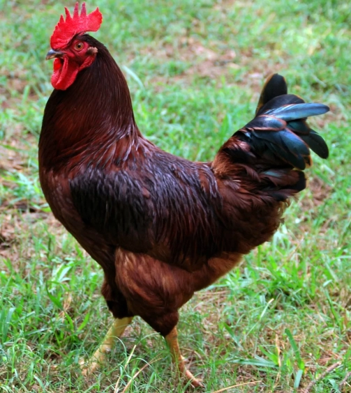 Rooster-from-alamo-farm.webp